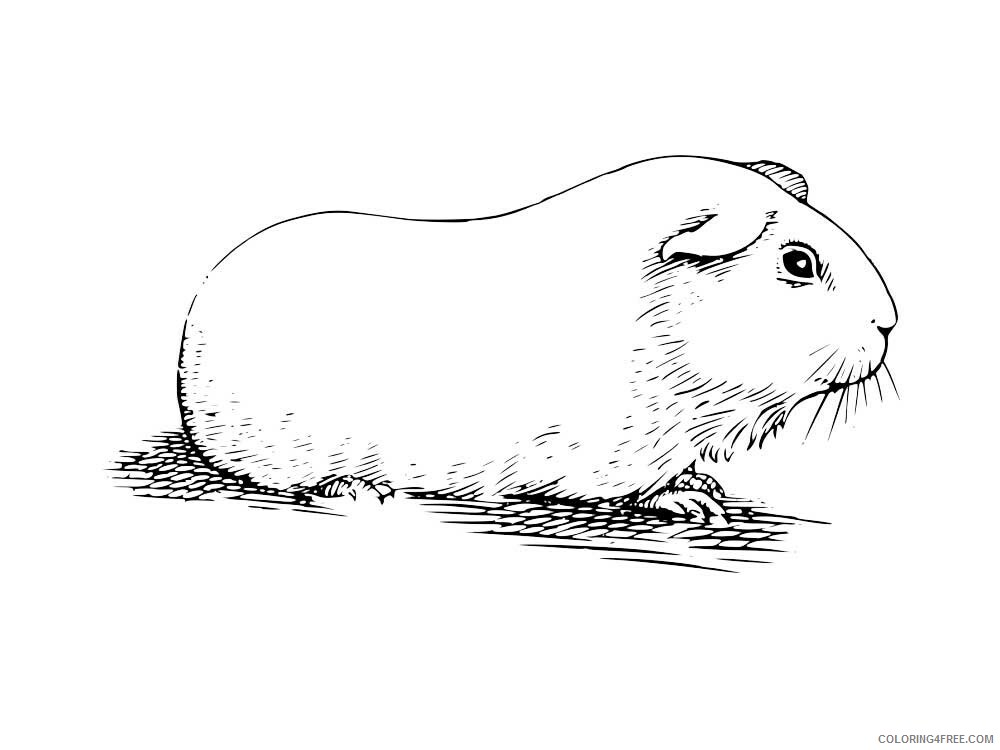 Guinea Pig Coloring Pages Animal Printable Sheets Guinea Pig 1 2021 2538 Coloring4free
