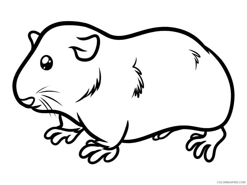 Guinea Pig Coloring Pages Animal Printable Sheets Guinea Pig 8 2021 2540 Coloring4free