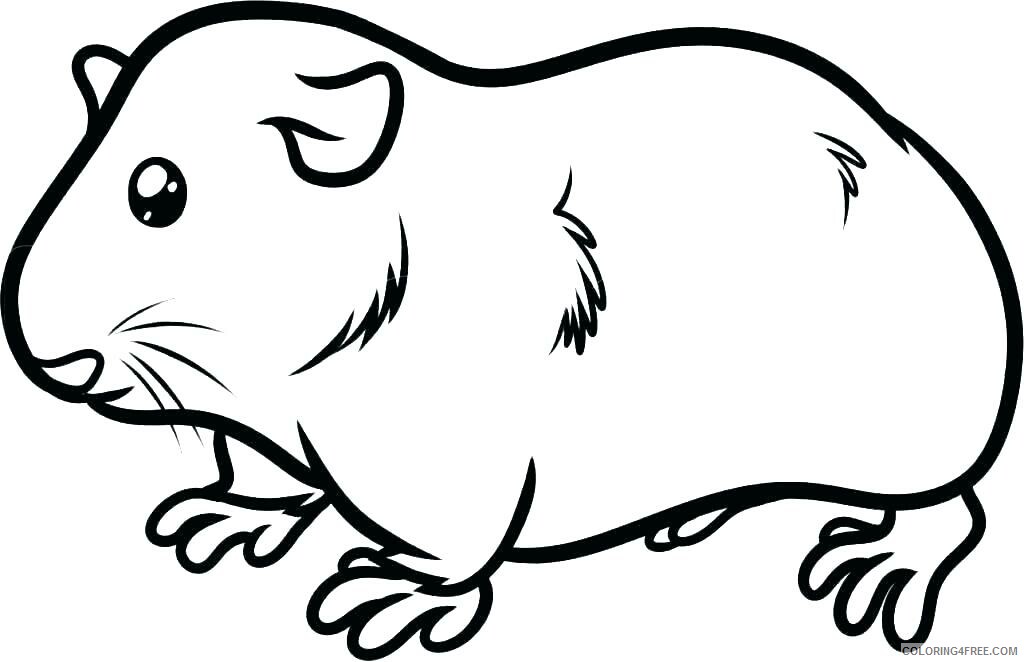 Guinea Pig Coloring Pages Animal Printable Sheets Print Guinea Pig 2021 2546 Coloring4free