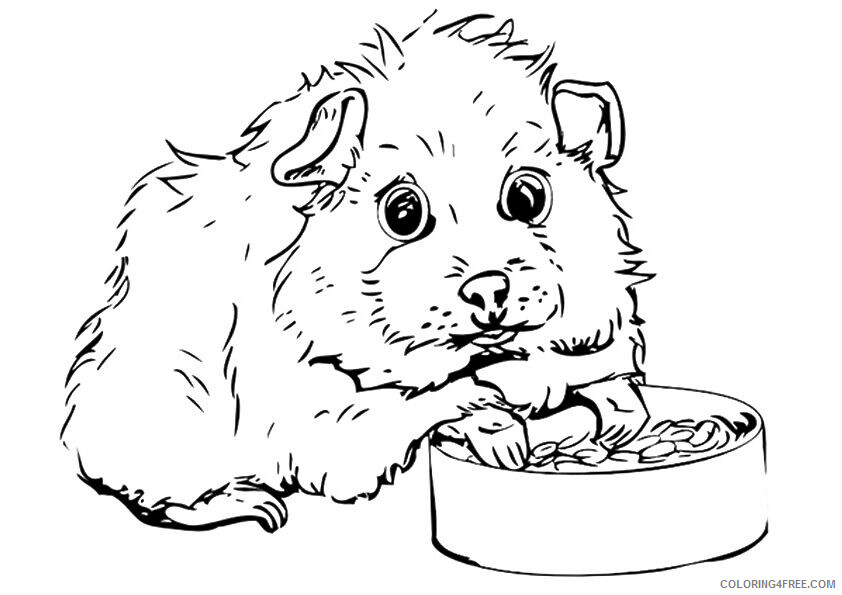 Guinea Pig Coloring Pages Animal Printable Sheets Realistic Guinea Pig 2021 2547 Coloring4free
