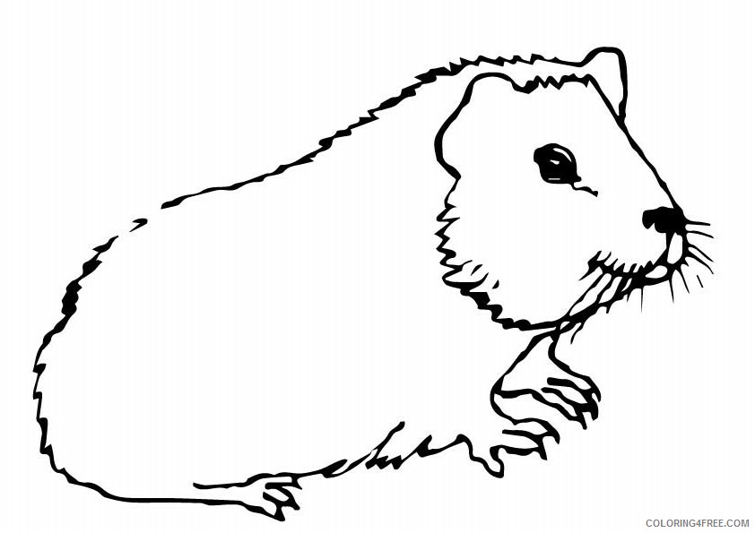 Guinea Pig Coloring Sheets Animal Coloring Pages Printable 2021 2209 Coloring4free