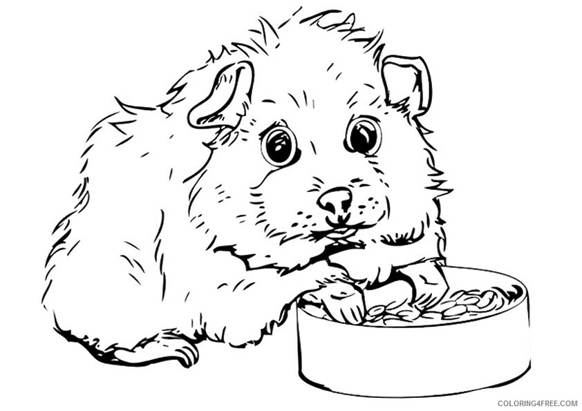 Guinea Pig Coloring Sheets Animal Coloring Pages Printable 2021 2234 Coloring4free