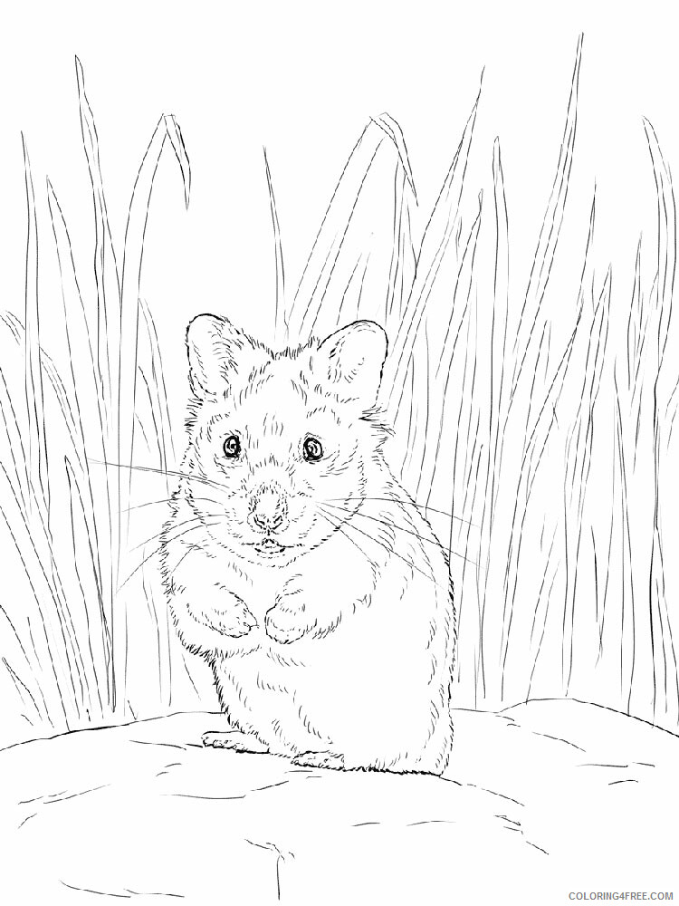 Hamster Coloring Pages Animal Printable Sheets Hamster animal 338 2021 2568 Coloring4free