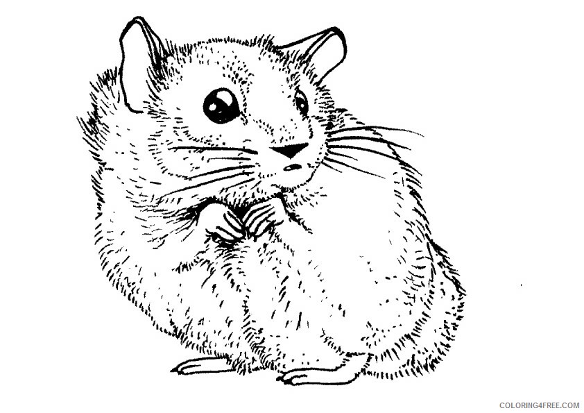 Hamster Coloring Sheets Animal Coloring Pages Printable 2021 2239 Coloring4free
