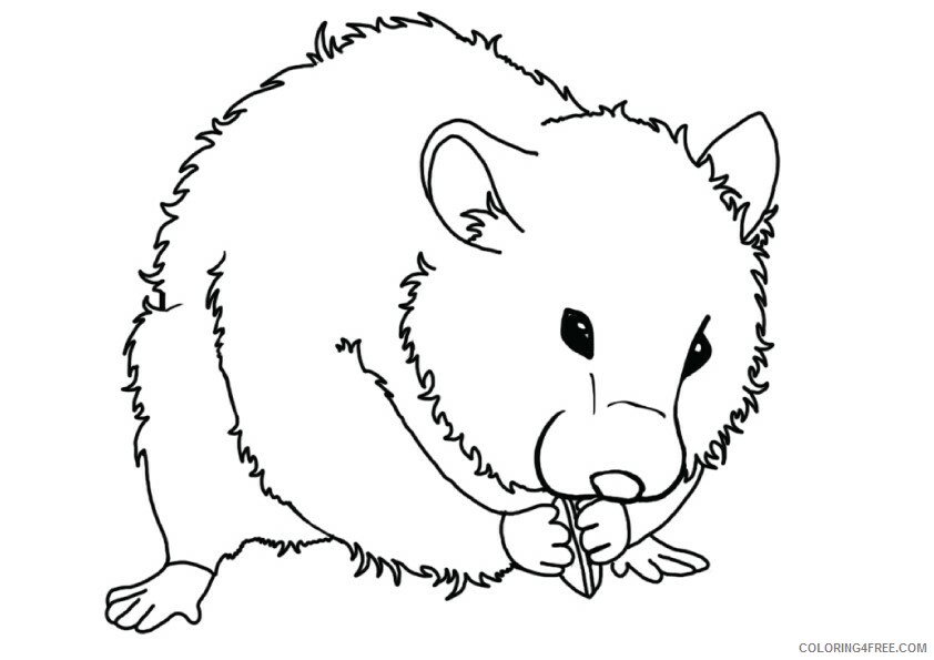 Hamster Coloring Sheets Animal Coloring Pages Printable 2021 2251 Coloring4free