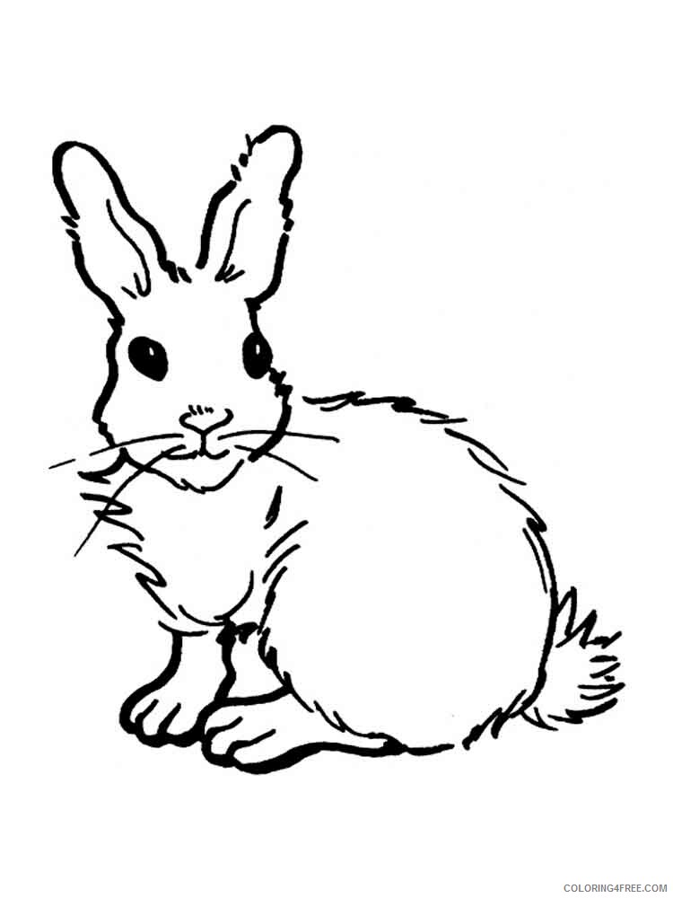 Hare Coloring Pages Animal Printable Sheets hares 14 2021 2591 Coloring4free