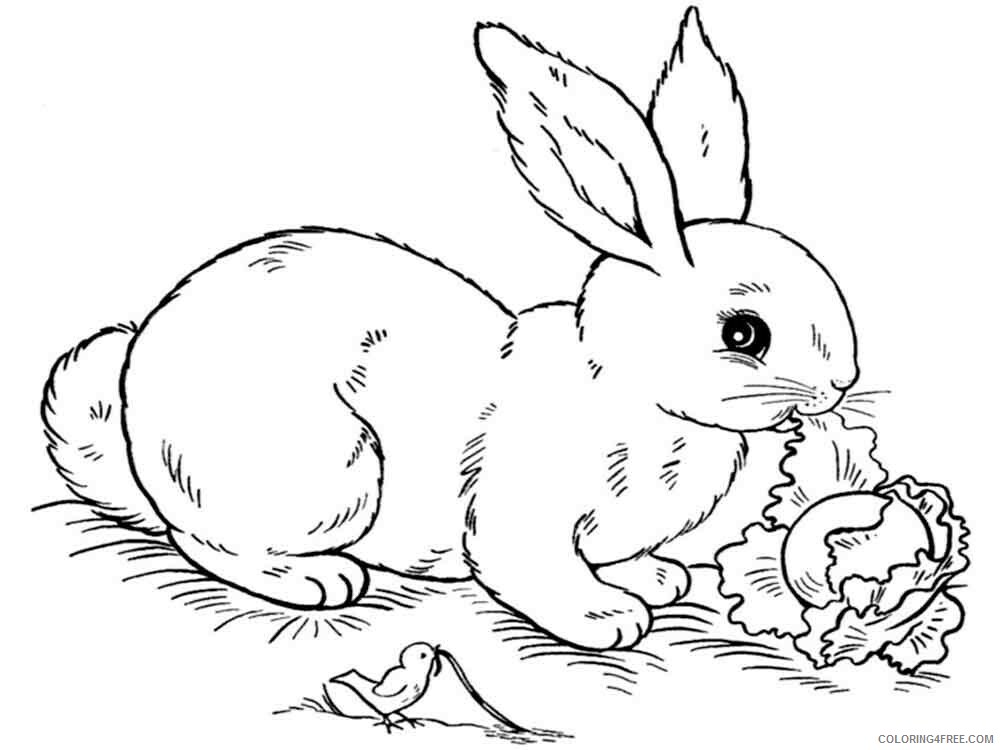 Hare Coloring Pages Animal Printable Sheets hares 16 2021 2593 Coloring4free