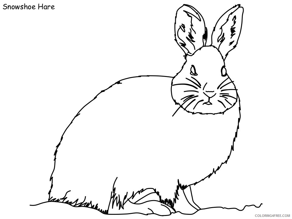 Hare Coloring Pages Animal Printable Sheets snowshoe hare 2021 2603 Coloring4free