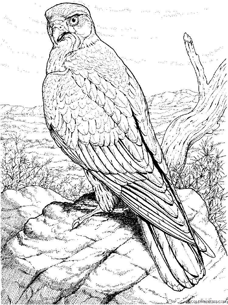 Hawk Coloring Pages Animal Printable Sheets Hawks birds 10 2021 2608 Coloring4free