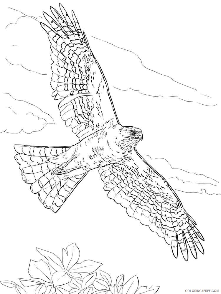 Hawk Coloring Pages Animal Printable Sheets Hawks birds 12 2021 2610 Coloring4free