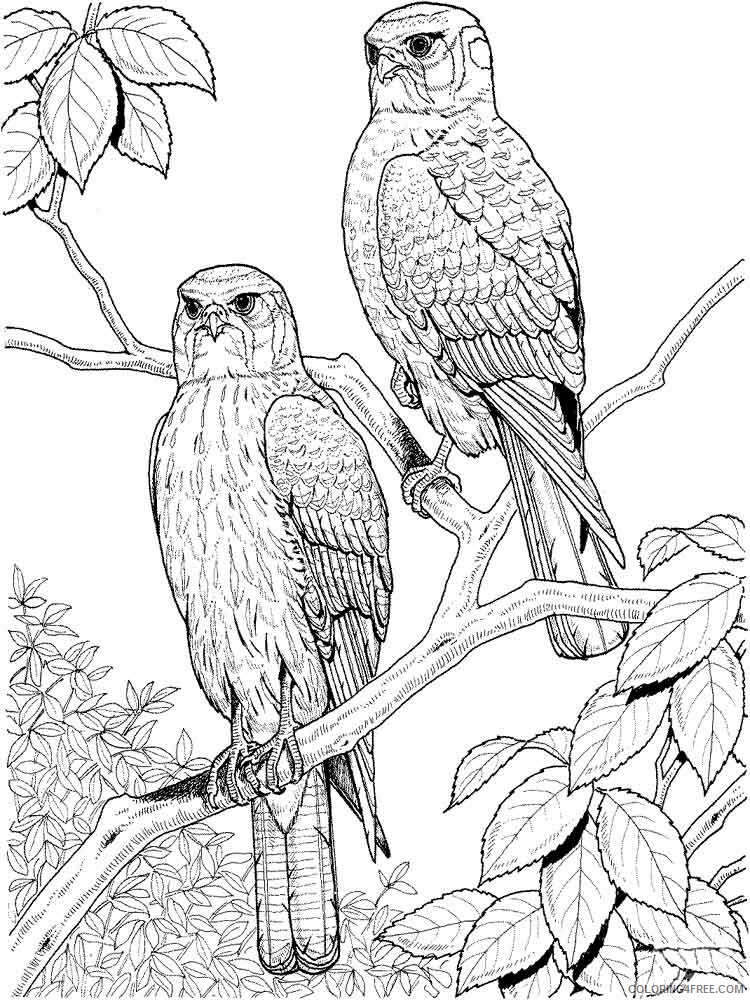 Hawk Coloring Pages Animal Printable Sheets Hawks birds 14 2021 2612 Coloring4free