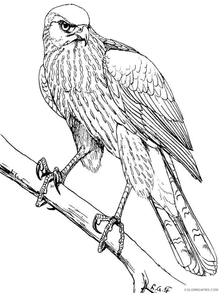 Hawk Coloring Pages Animal Printable Sheets Hawks birds 3 2021 2614 Coloring4free