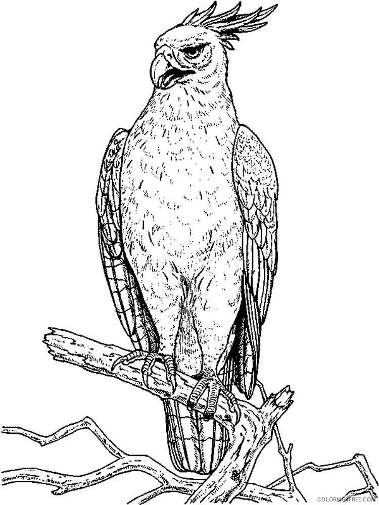 Hawk Coloring Pages Animal Printable Sheets Hawks birds 6 2021 2615 Coloring4free