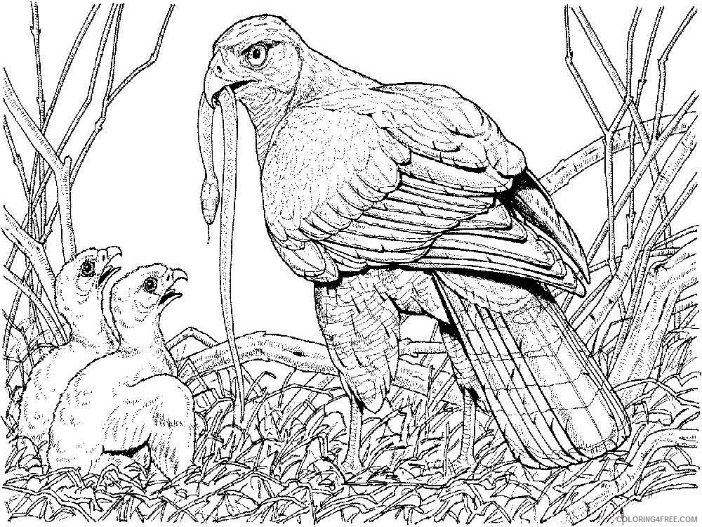 Hawk Coloring Pages Animal Printable Sheets Hawks birds 7 2021 2616 Coloring4free