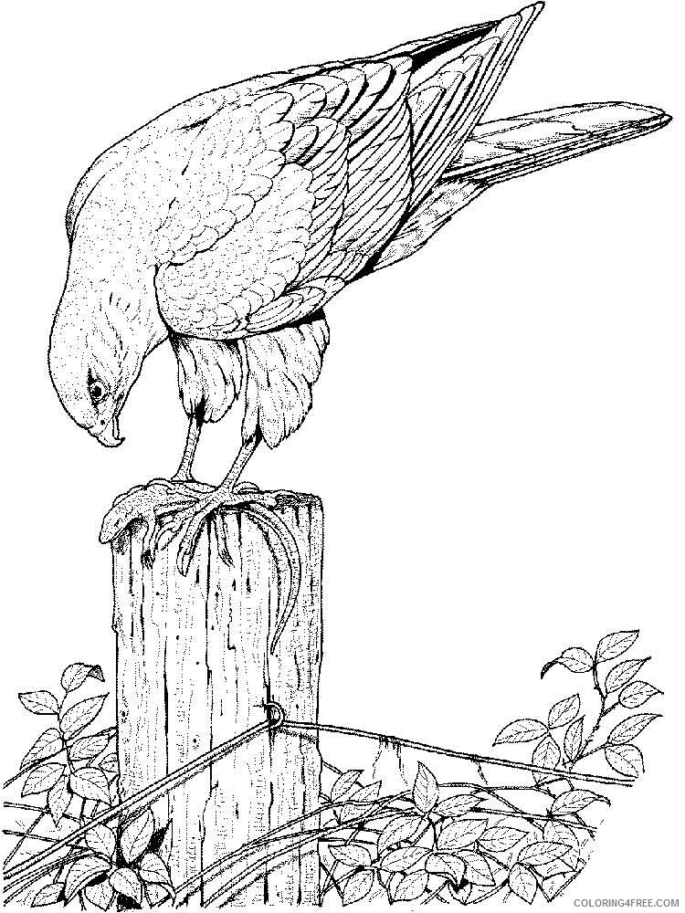 Hawk Coloring Pages Animal Printable Sheets Hawks birds 8 2021 2617 Coloring4free