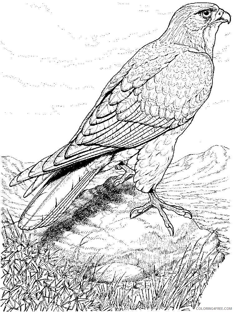 Hawk Coloring Pages Animal Printable Sheets Hawks birds 9 2021 2618 Coloring4free