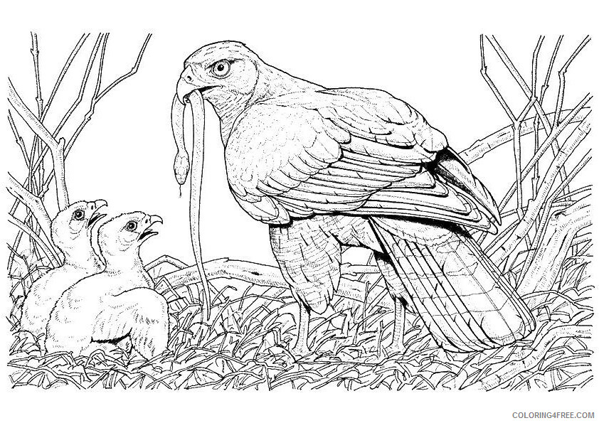 Hawk Coloring Sheets Animal Coloring Pages Printable 2021 2304 Coloring4free