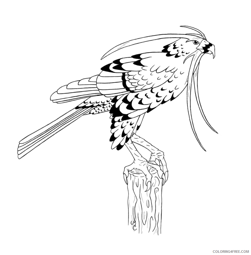 Hawk Coloring Sheets Animal Coloring Pages Printable 2021 2307 Coloring4free