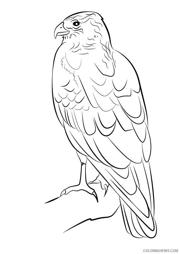 Hawk Coloring Sheets Animal Coloring Pages Printable 2021 2313 Coloring4free