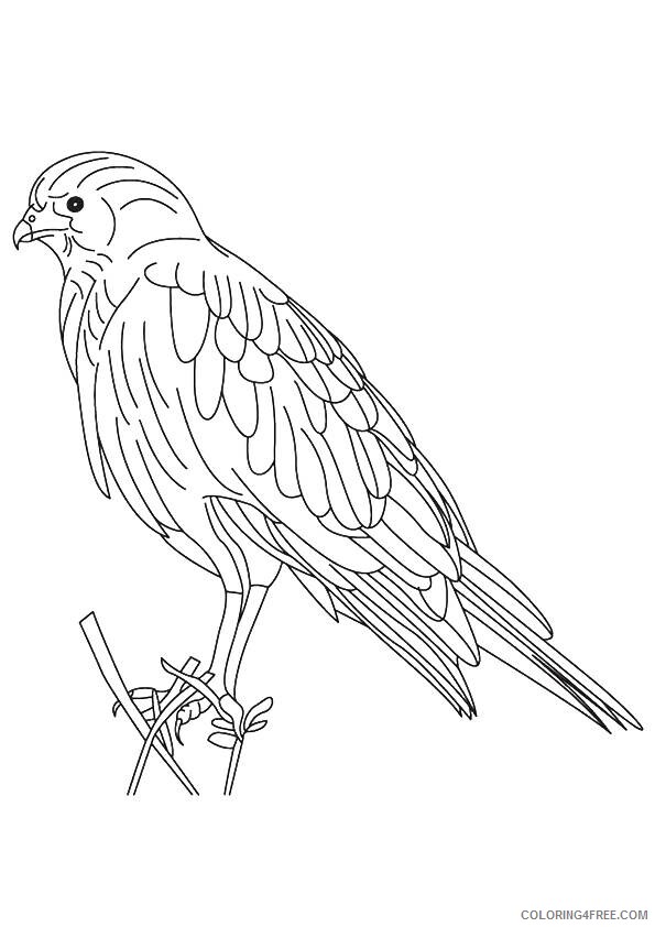 Hawk Coloring Sheets Animal Coloring Pages Printable 2021 2314 Coloring4free