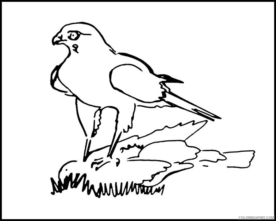 Hawk Coloring Sheets Animal Coloring Pages Printable 2021 2315 Coloring4free