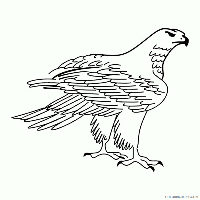 Hawk Coloring Sheets Animal Coloring Pages Printable 2021 2316 Coloring4free