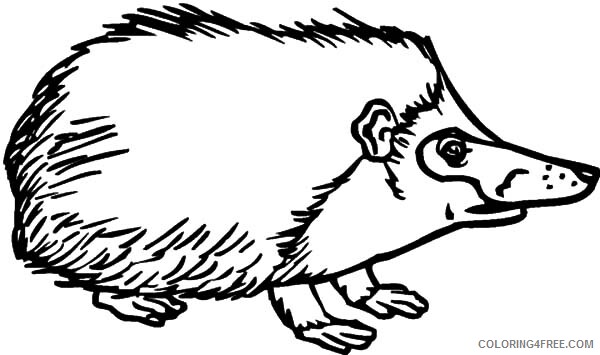 Hedgehog Coloring Pages Animal Printable Sheets Dangerous Spines 2021 2641 Coloring4free