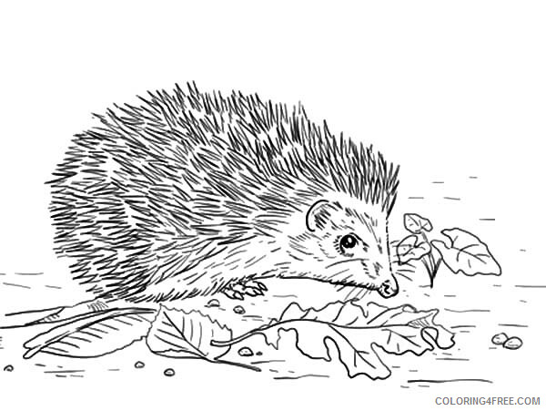 Hedgehog Coloring Pages Animal Printable Sheets East European Hedgehog 2021 2633 Coloring4free
