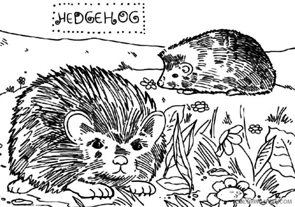 Hedgehog Coloring Pages Animal Printable Sheets Two Little Hedgehog Playing 2021 Coloring4free