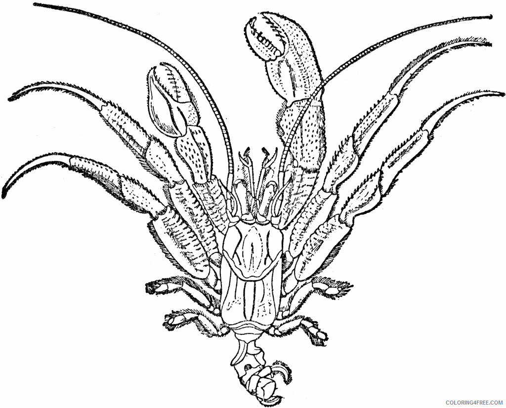 Hermit Crab Coloring Pages Animal Printable Sheets Free Hermit Crab 2021 2652 Coloring4free
