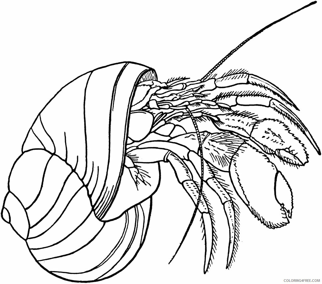 Hermit Crab Coloring Pages Animal Printable Sheets Free Hermit Crab 2021 2653 Coloring4free