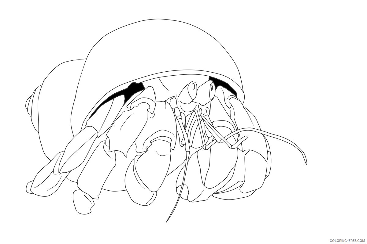 Hermit Crab Coloring Pages Animal Printable Sheets Hermit Crab 2021 2665 Coloring4free