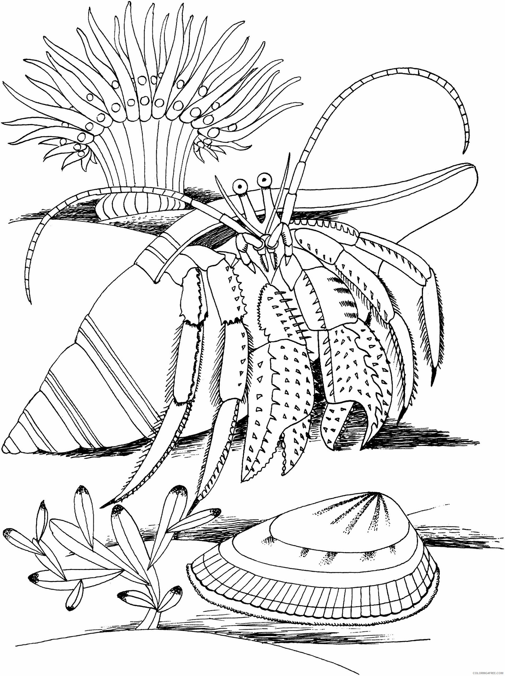 Download Hermit Crab Coloring Pages Animal Printable Sheets Hermit Crab For Kids 2021 2663 Coloring4free Coloring4free Com