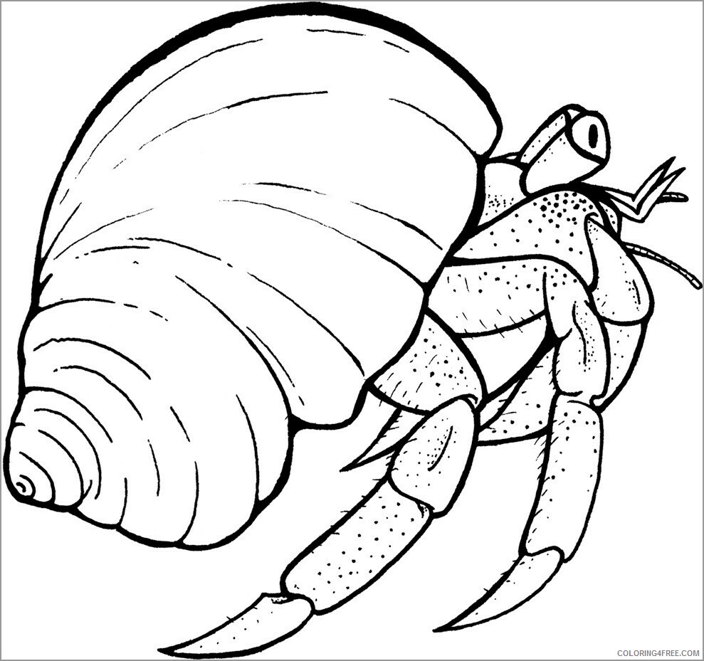 Hermit Crab Coloring Pages Animal Printable Sheets hermit crab shell 2021 2667 Coloring4free