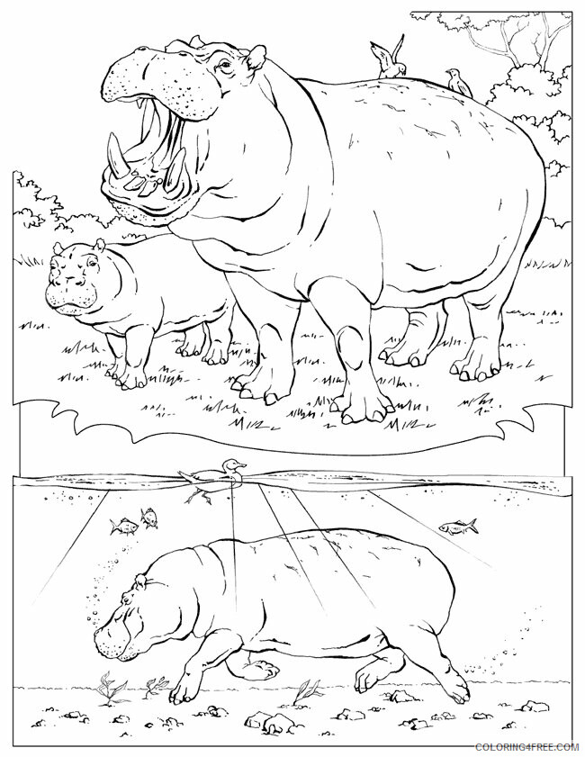 Hippo Coloring Sheets Animal Coloring Pages Printable 2021 2345 Coloring4free