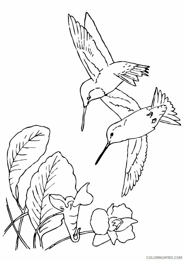 Hummingbird Coloring Sheets Animal Coloring Pages Printable 2021 2489 Coloring4free