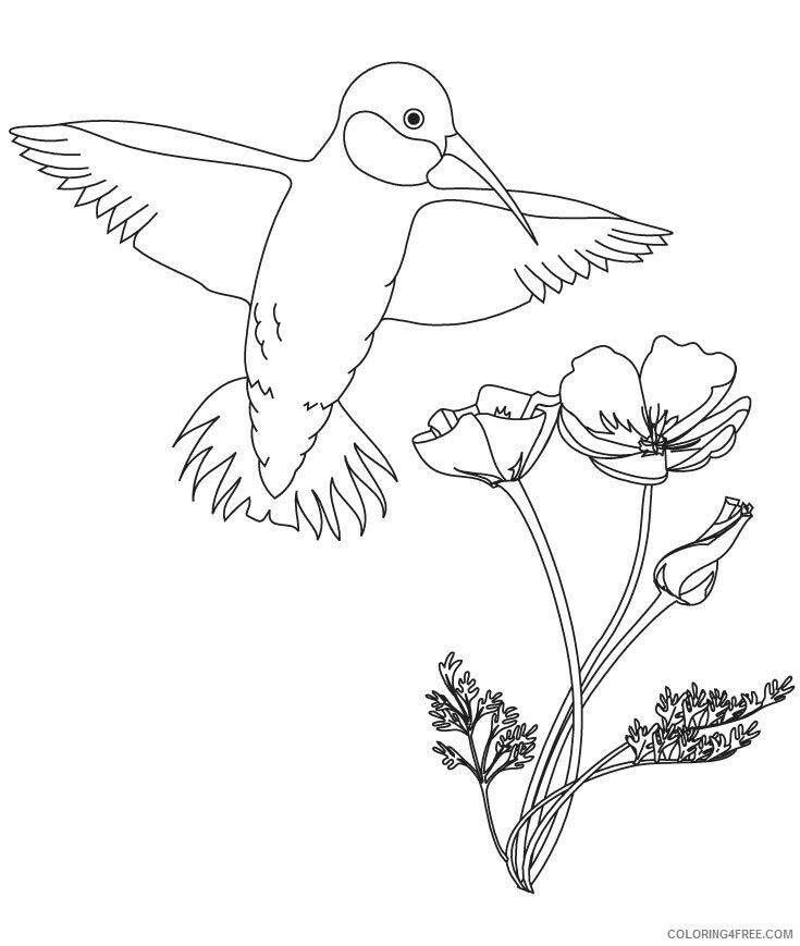 Hummingbird Coloring Sheets Animal Coloring Pages Printable 2021 2491 Coloring4free
