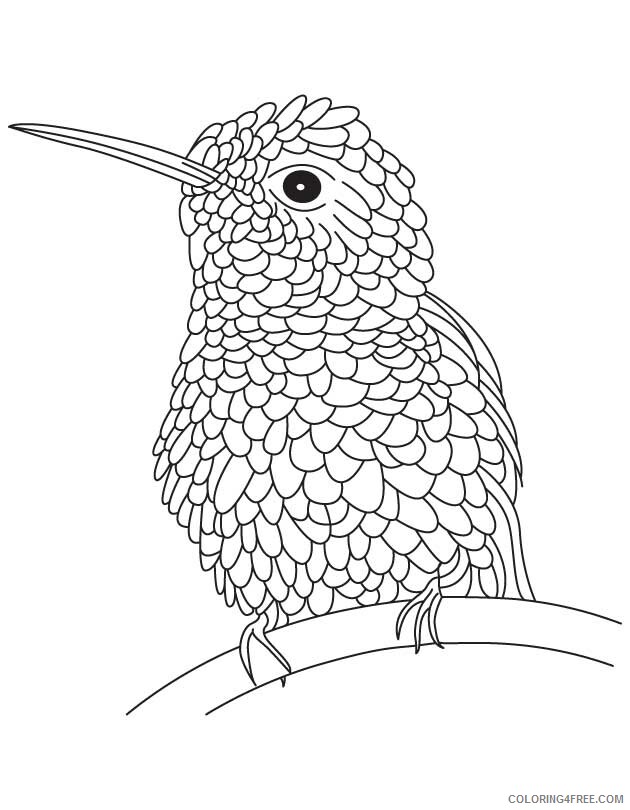 Hummingbird Coloring Sheets Animal Coloring Pages Printable 2021 2492 Coloring4free