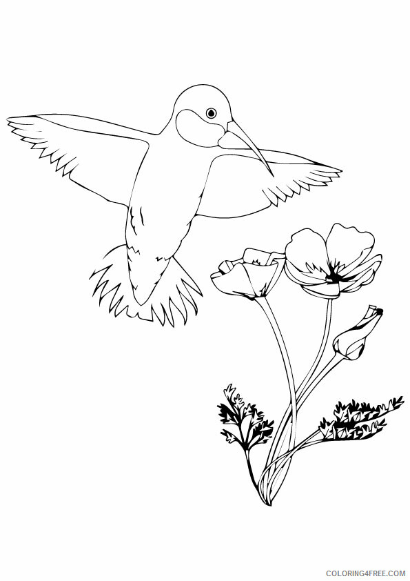 Hummingbird Coloring Sheets Animal Coloring Pages Printable 2021 2493 Coloring4free