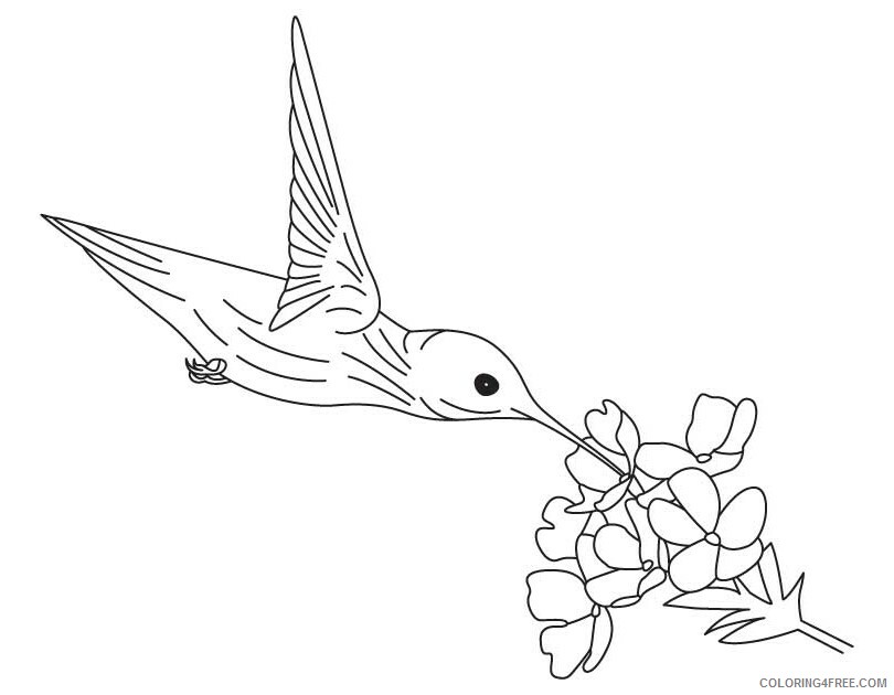 Hummingbird Coloring Sheets Animal Coloring Pages Printable 2021 2501 Coloring4free