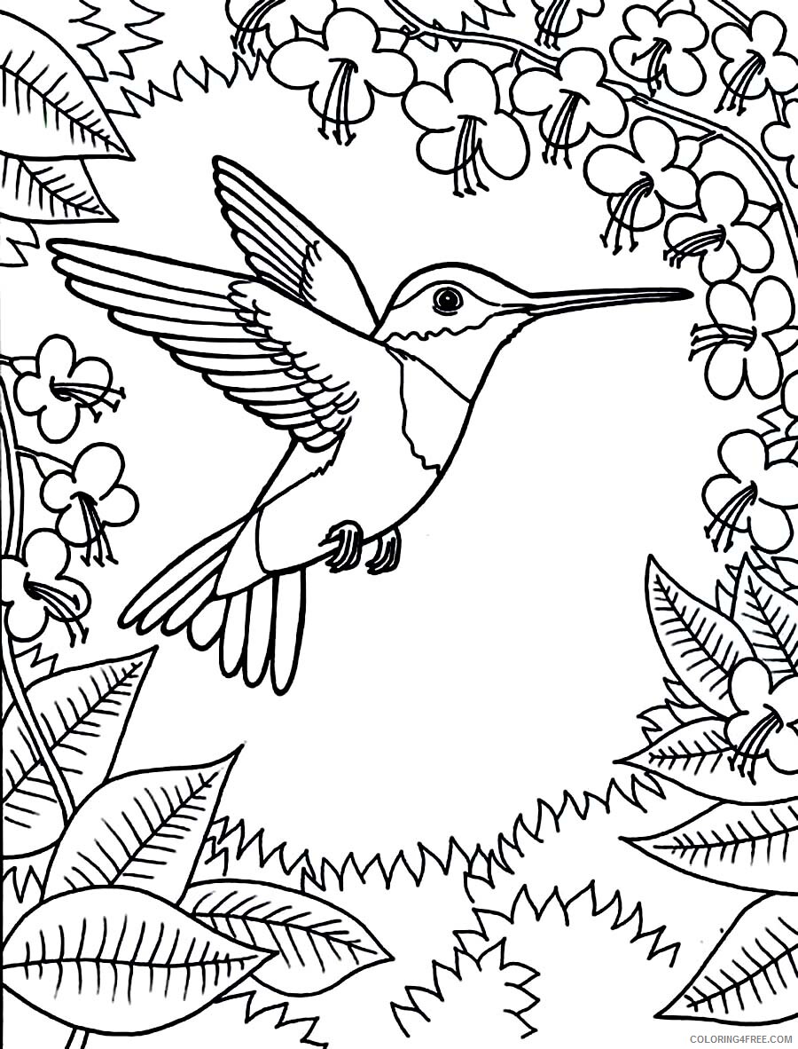 Hummingbirds Coloring Pages Animal Printable Ruby Throated Hummingbird 2021 Coloring4free