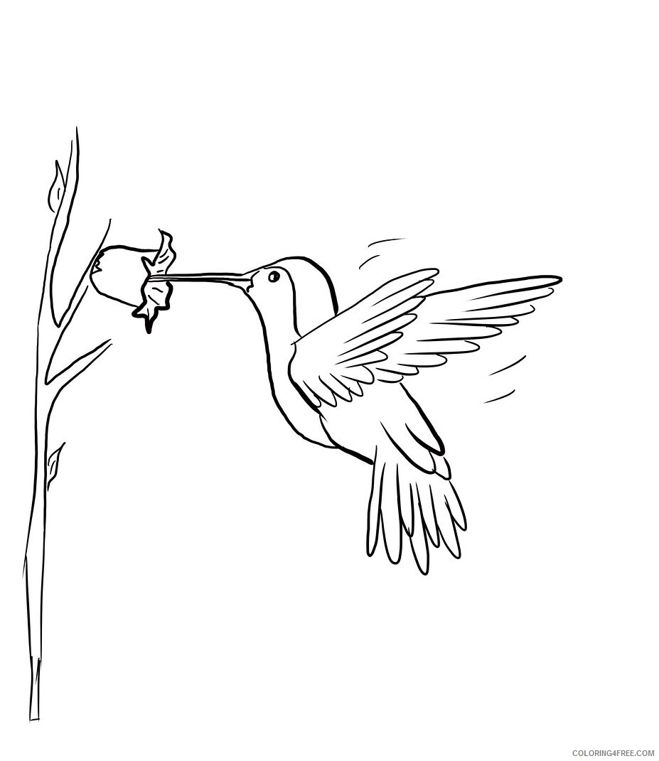 Hummingbirds Coloring Pages Animal Printable Sheets 2021 2819 Coloring4free