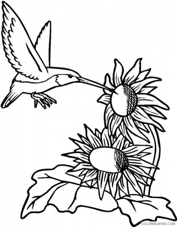 Hummingbirds Coloring Pages Animal Printable Sheets Hummingbird 2021 2830 Coloring4free