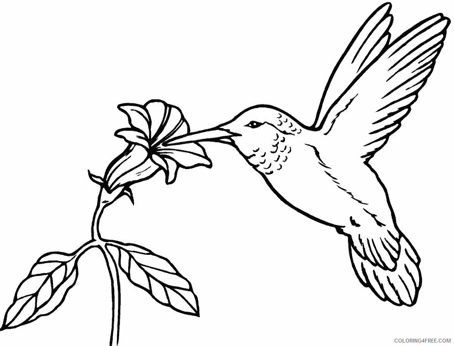 Hummingbirds Coloring Pages Animal Printable Sheets Pictures 2021 2824 Coloring4free