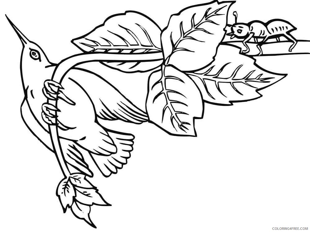 Hummingbirds Coloring Pages Animal Printable Sheets birds 9 2021 2828 Coloring4free
