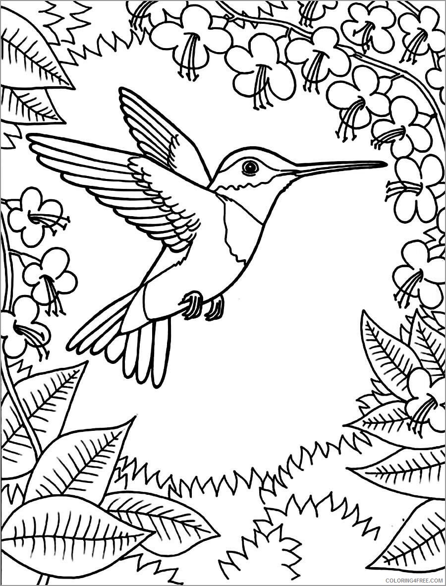 Hummingbirds Coloring Pages Animal Printable Sheets hummingbird 2021 2831 Coloring4free