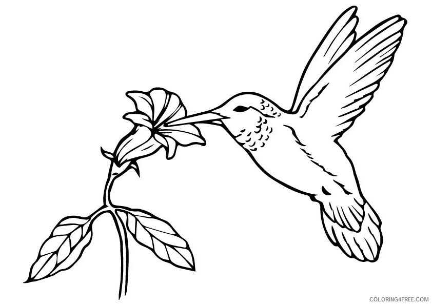 Hummingbirds Coloring Pages Animal Printable Sheets sipping nectar 2021 2829 Coloring4free