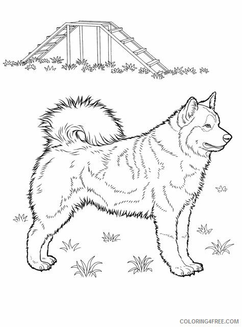 Husky Coloring Pages Animal Printable Sheets Free Husky 2021 2837 Coloring4free