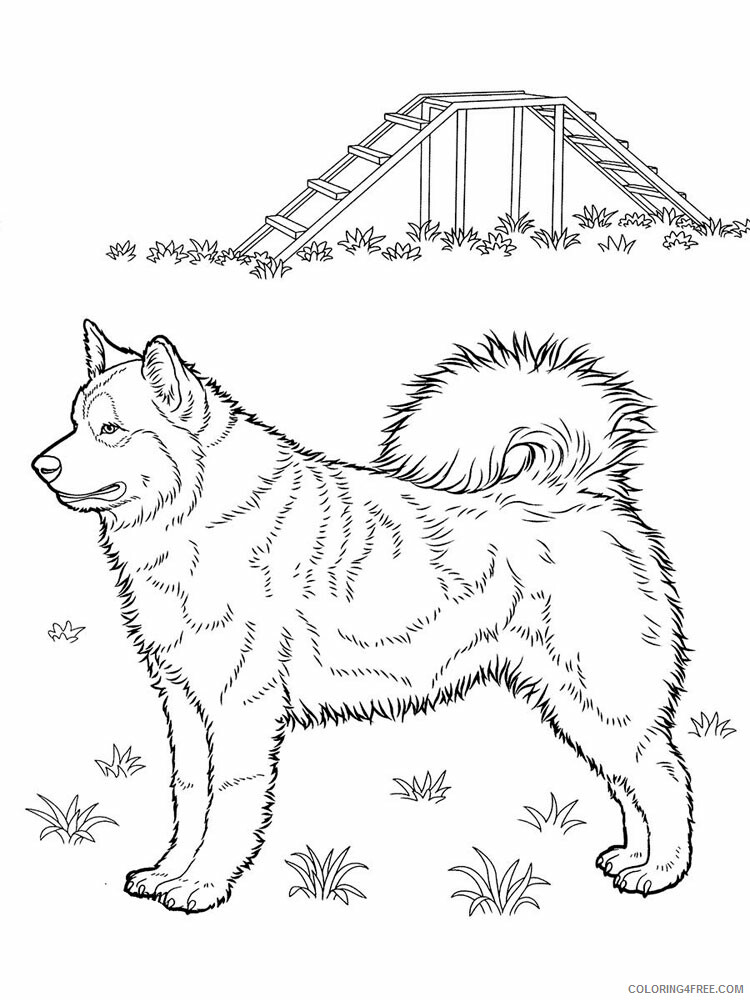 Husky Coloring Pages Animal Printable Sheets Husky 4 2021 2842 Coloring4free