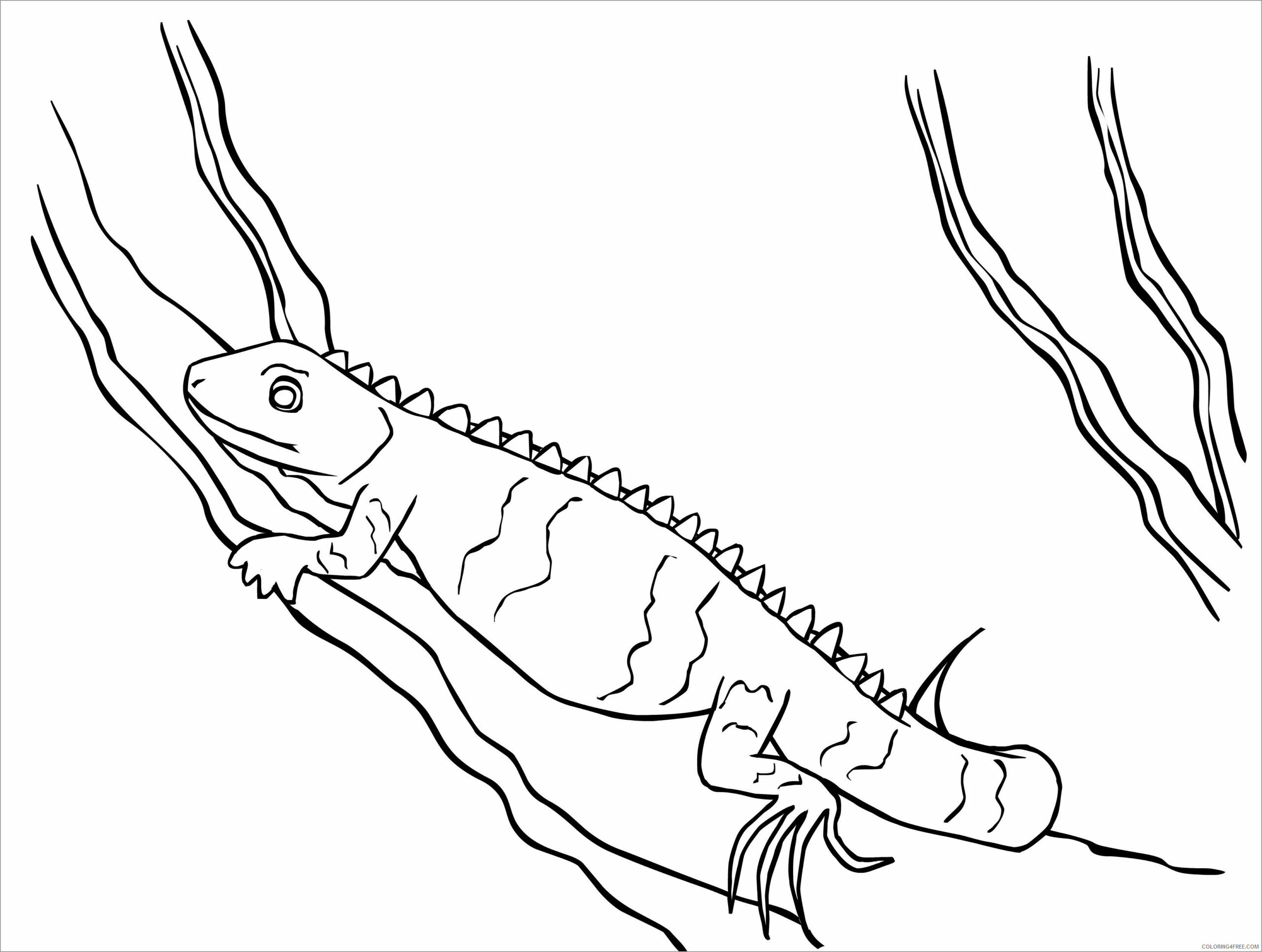Iguana Coloring Pages Animal Printable Sheets printable iguana 2021 2858 Coloring4free